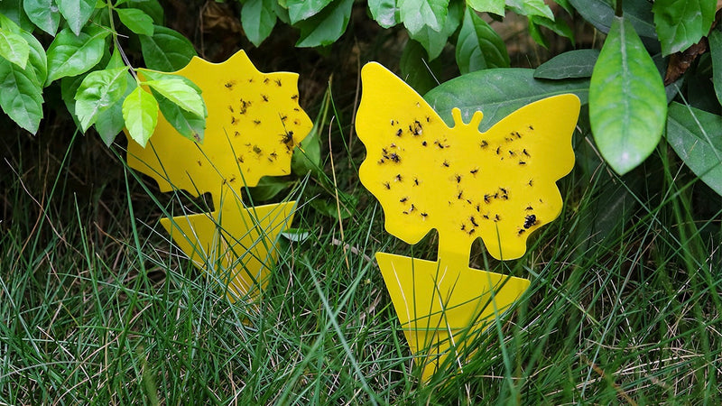 Idea Worth Stealing: Neon Pothos Sticky Traps