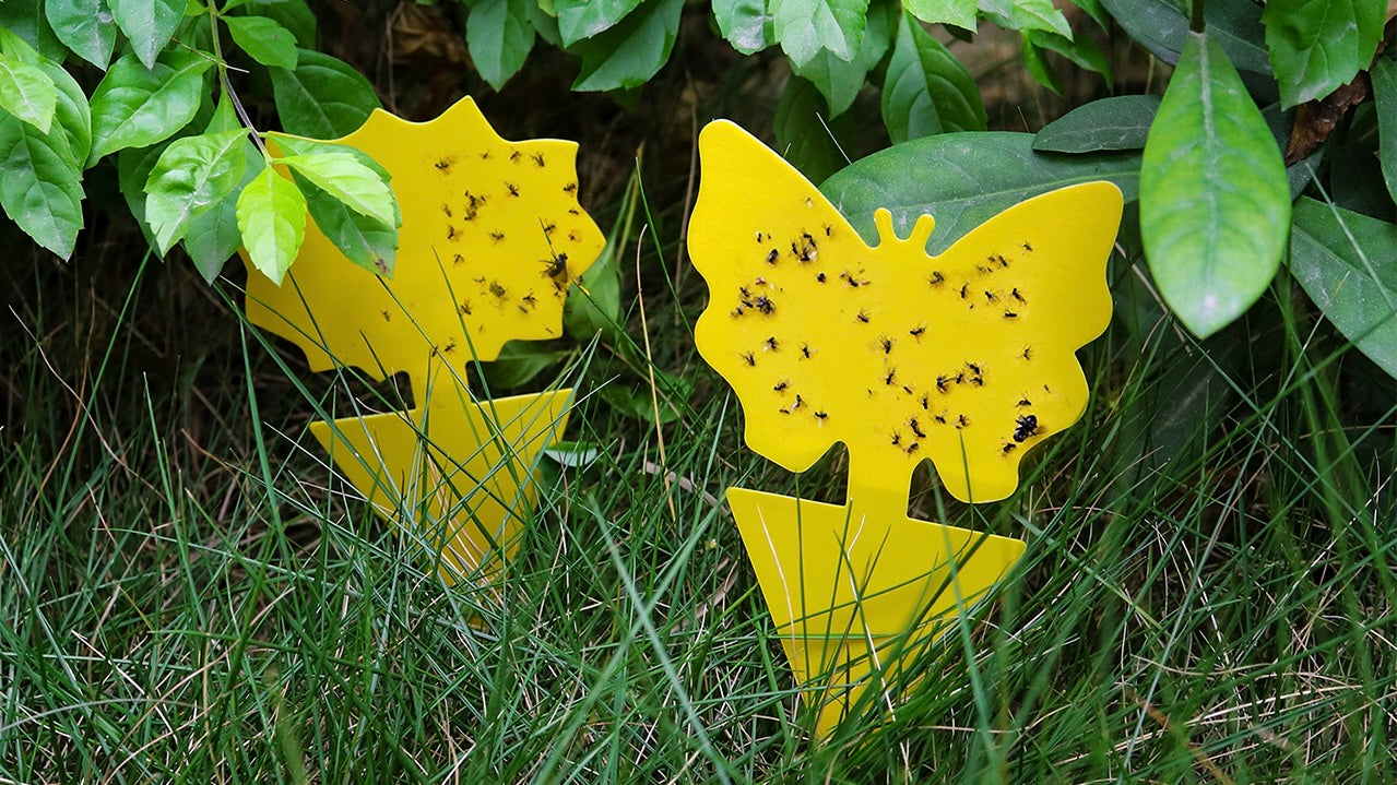 Idea Worth Stealing: Neon Pothos Sticky Traps
