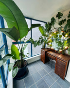 Indoor setting with large potted plant and wooden desk near a window.
