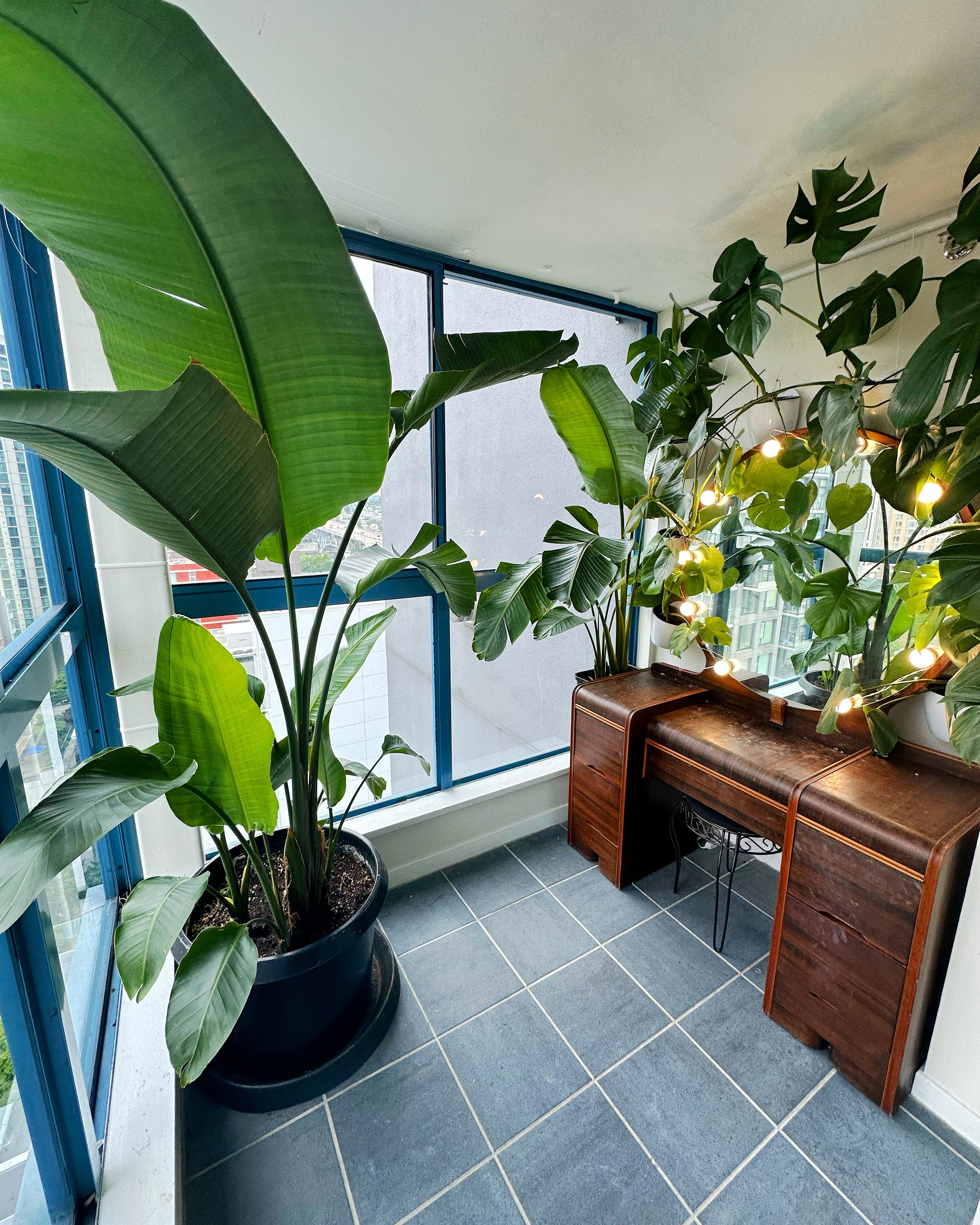 Indoor setting with large potted plant and wooden desk near a window.