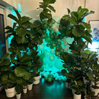 All Grown Up Jungle Party