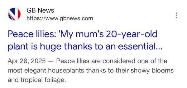 GB News - Peace Lily