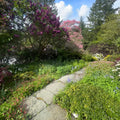 Garden path with flowering trees and plants under a blue sky.