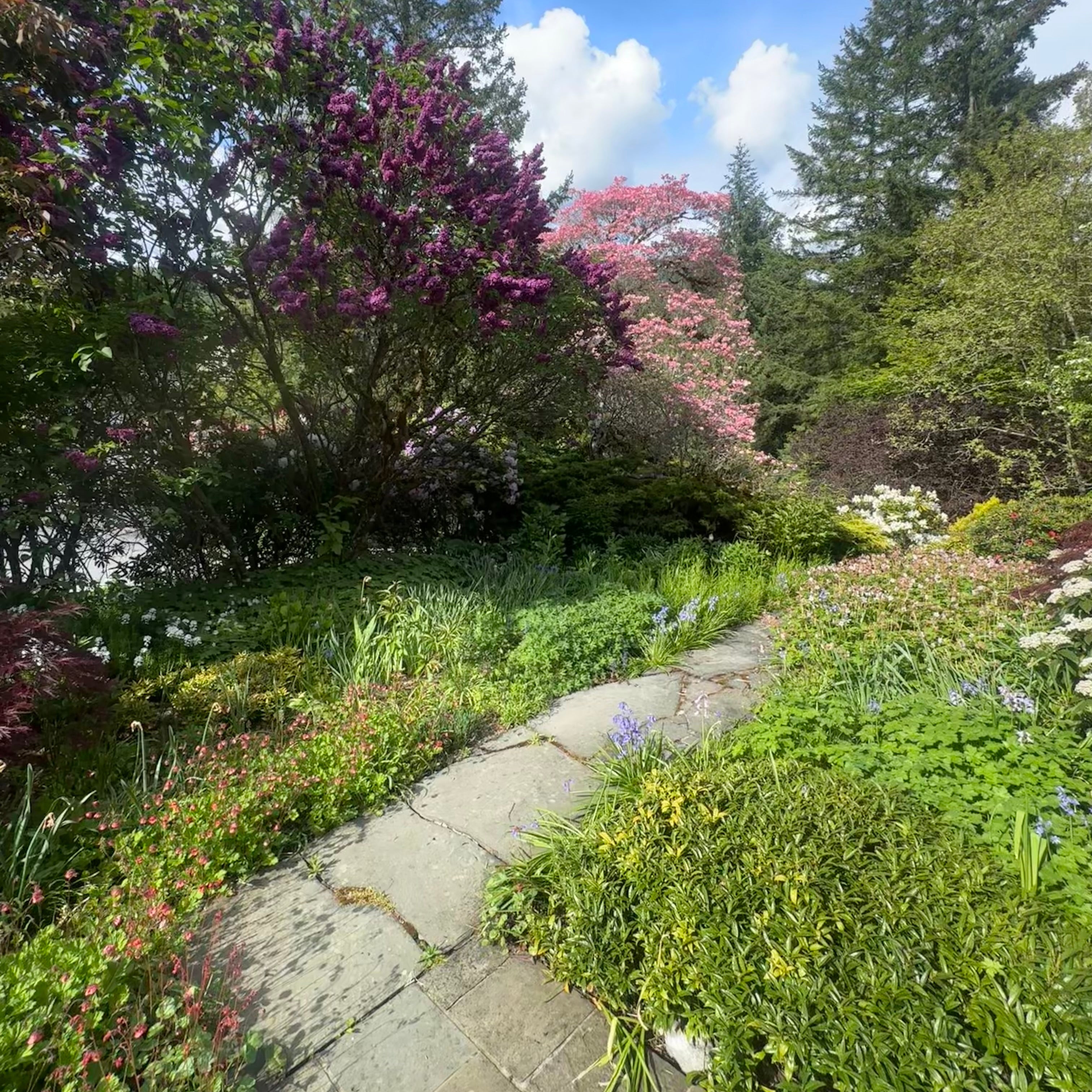 Garden path with flowering trees and plants under a blue sky.