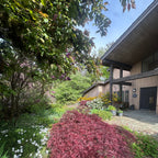 Garden with a pink tree and various plants in a residential area