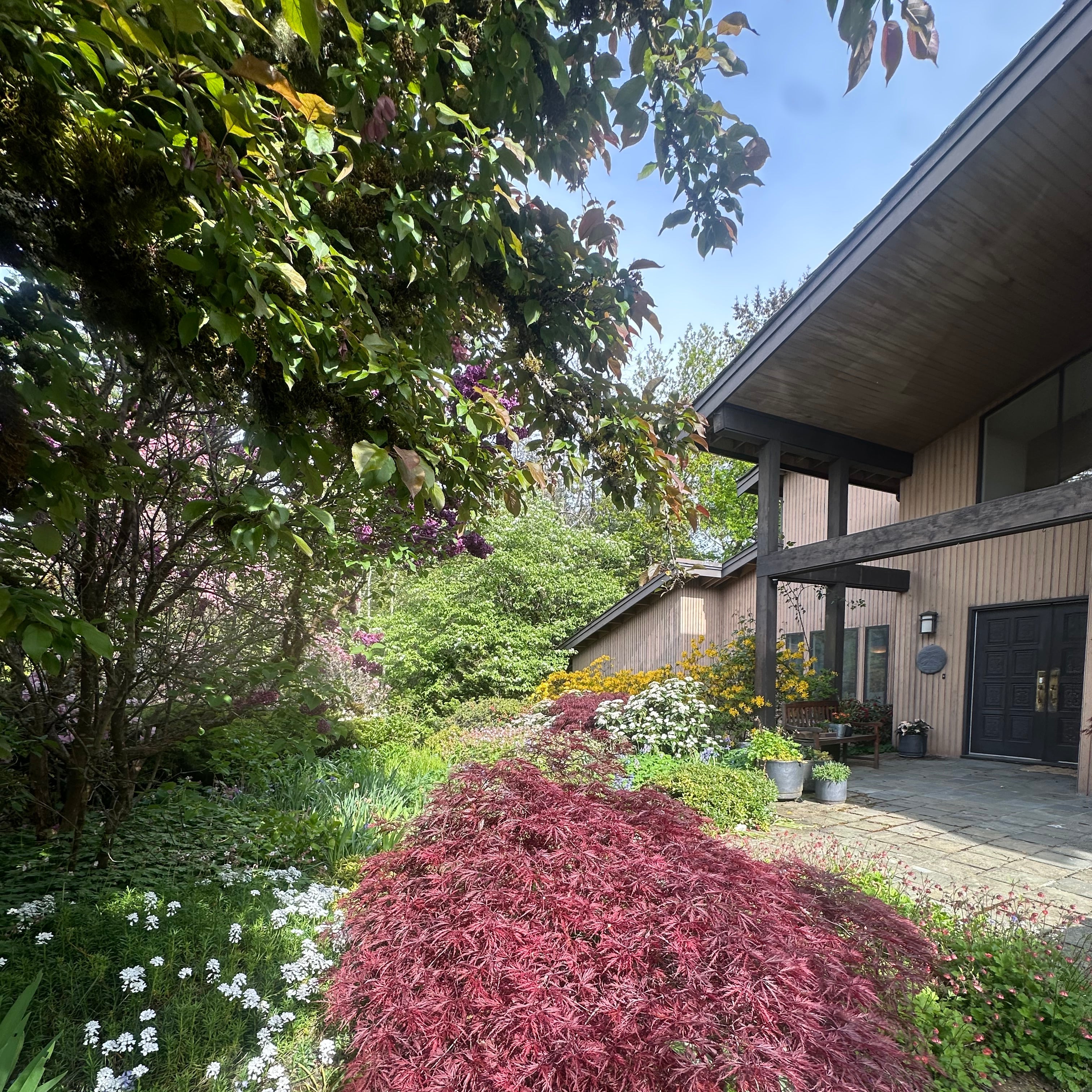 Garden with a pink tree and various plants in a residential area