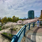Yaletown Cherry Blossom Festival