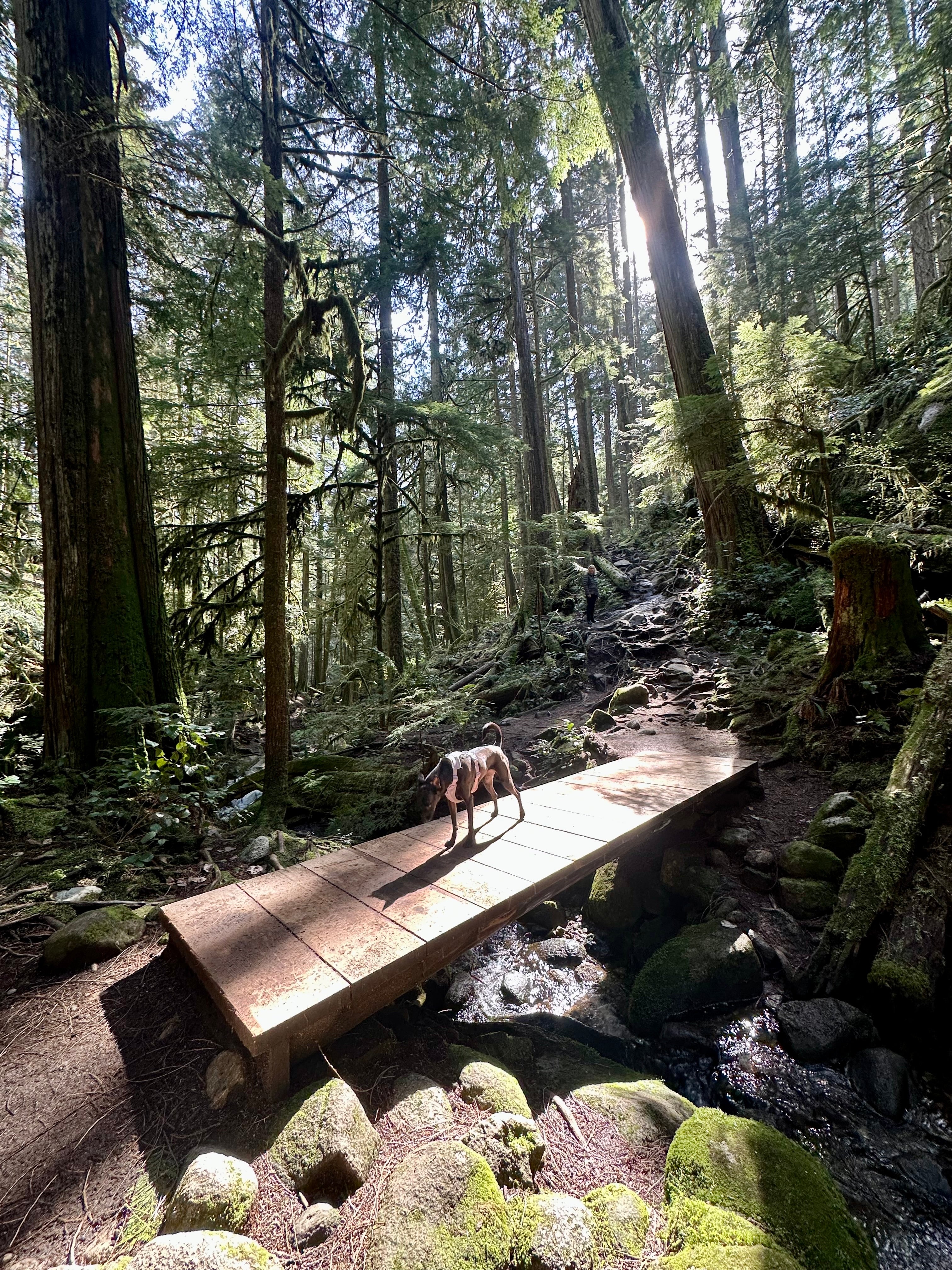 Wooden bridge over a stream in a forest