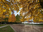 Park Swingset