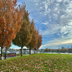 David Lam Park