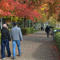 Hedge Lined Path