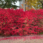 Your product, shot in front of the burning bush