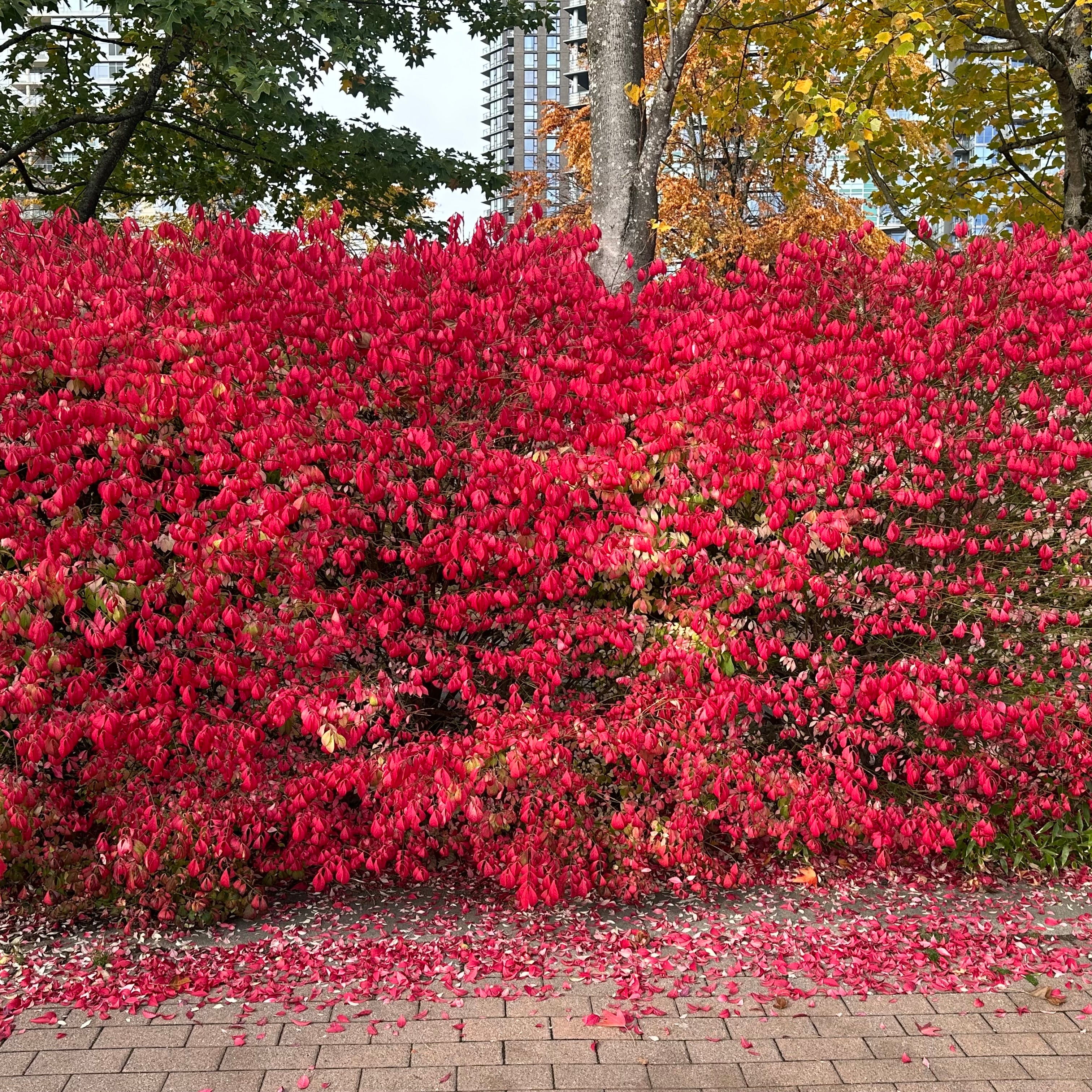 Your product, shot in front of the burning bush
