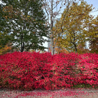 Your product, shot in front of the burning bush