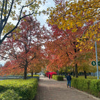 David Lam Park