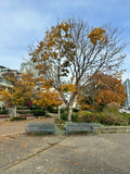 Double Bench Tree