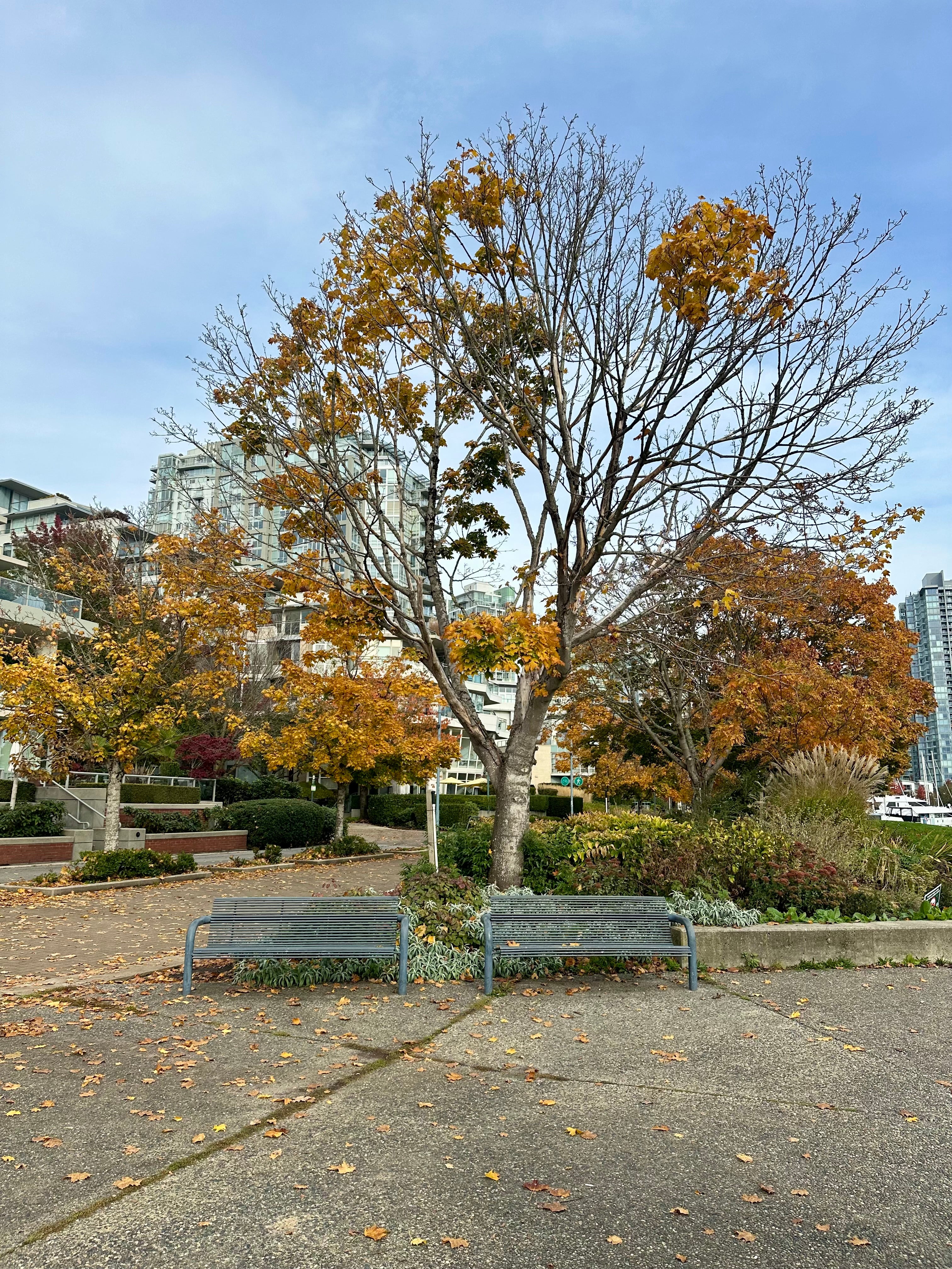 Double Bench Tree