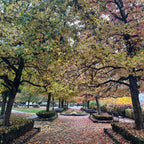 Tree Promenade
