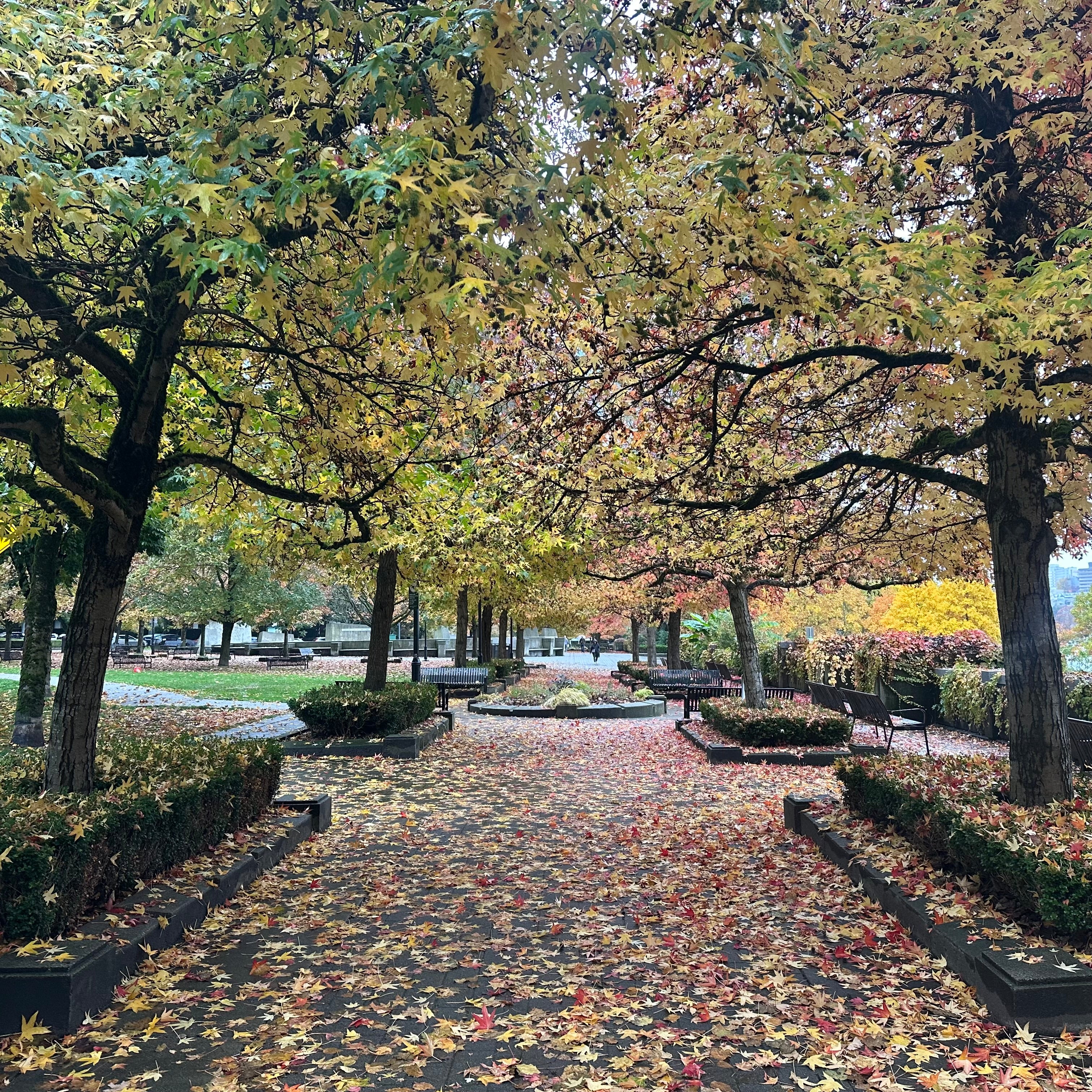 Tree Promenade