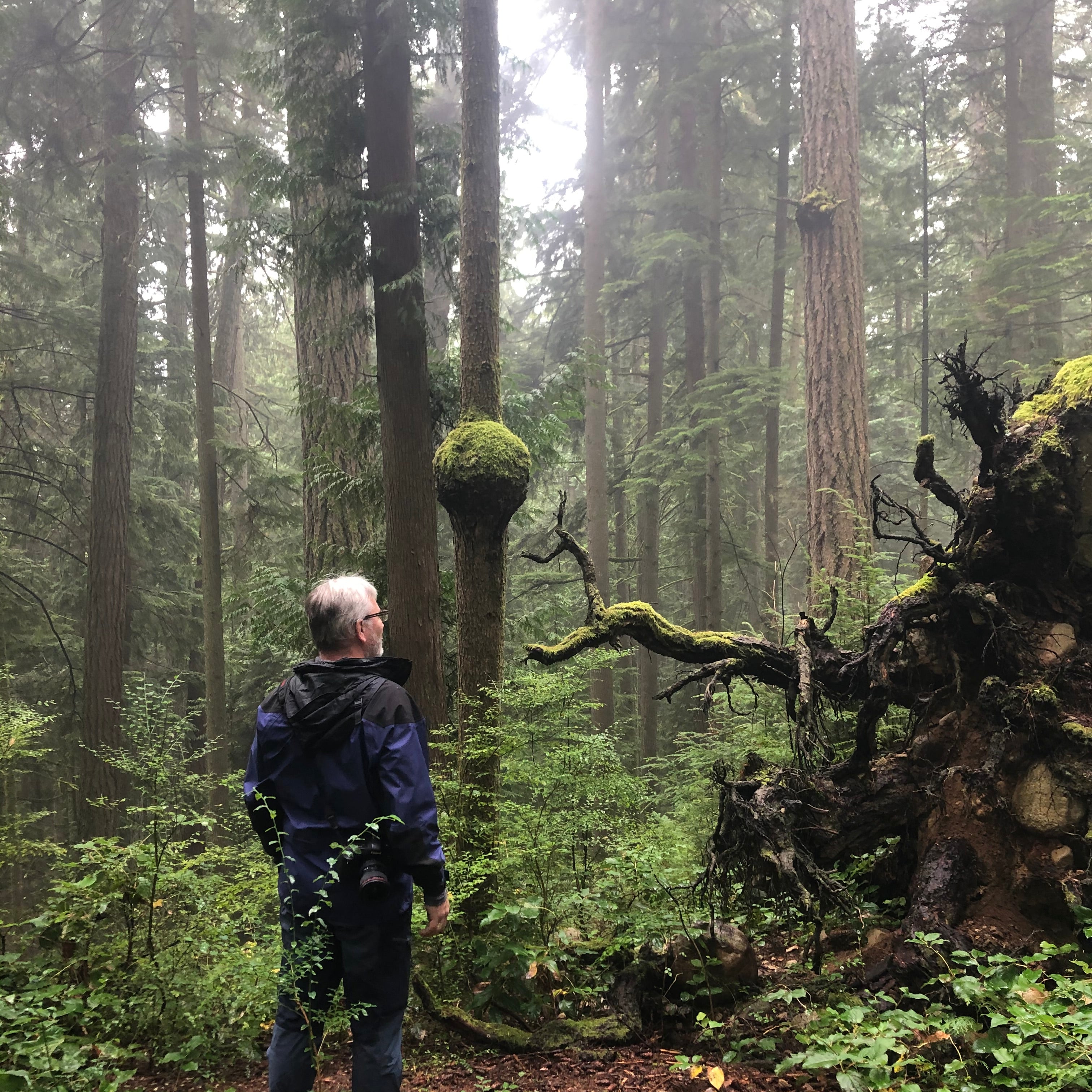 Person standing in a forest with tall trees and fog