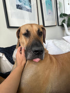 @romanthegreatdane