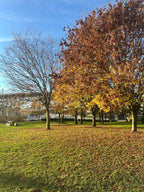 Park Big Tree West