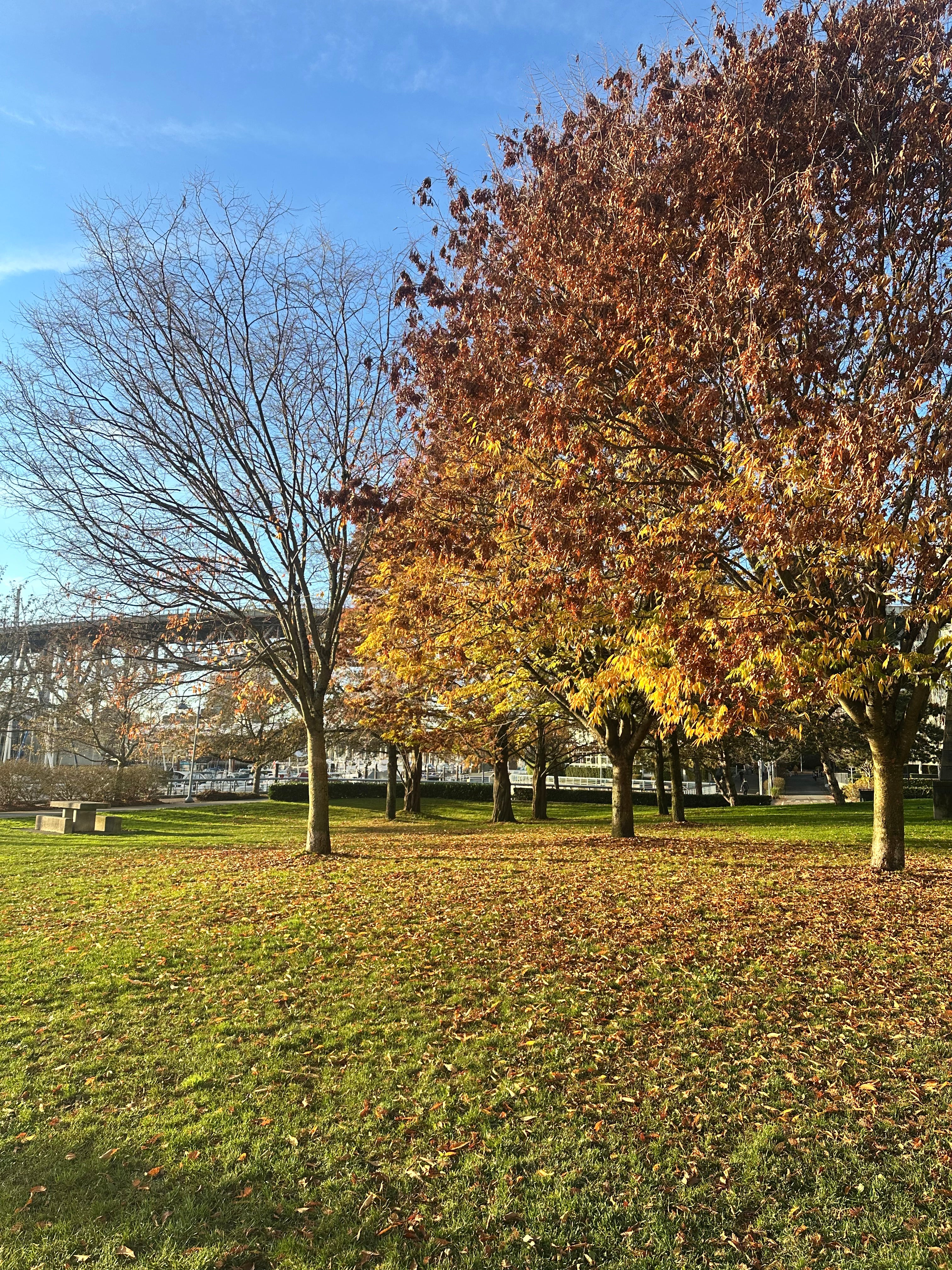 Park Big Tree West