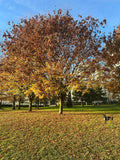 Park Big Tree West
