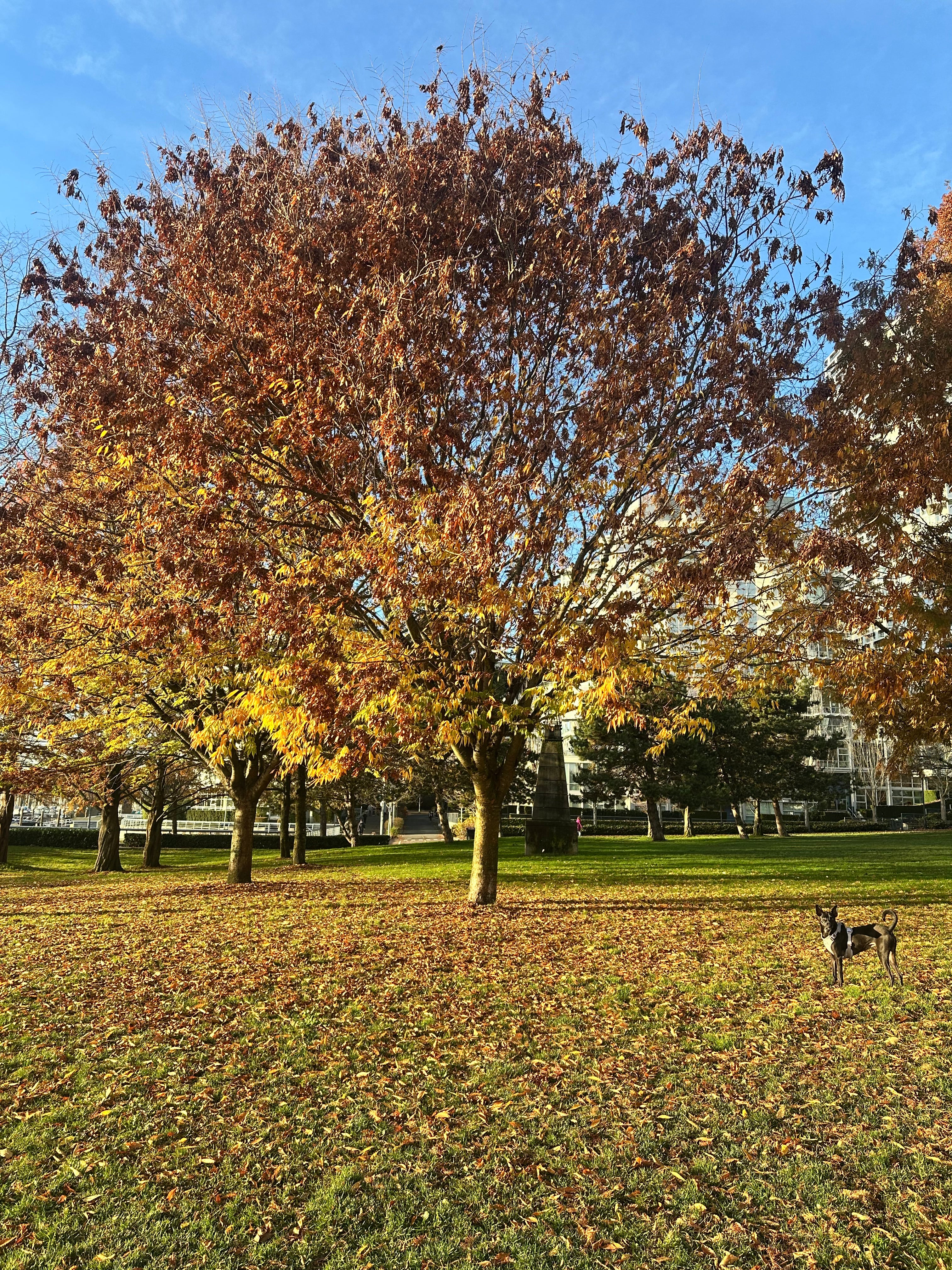 Park Big Tree West