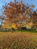 Park Big Tree West
