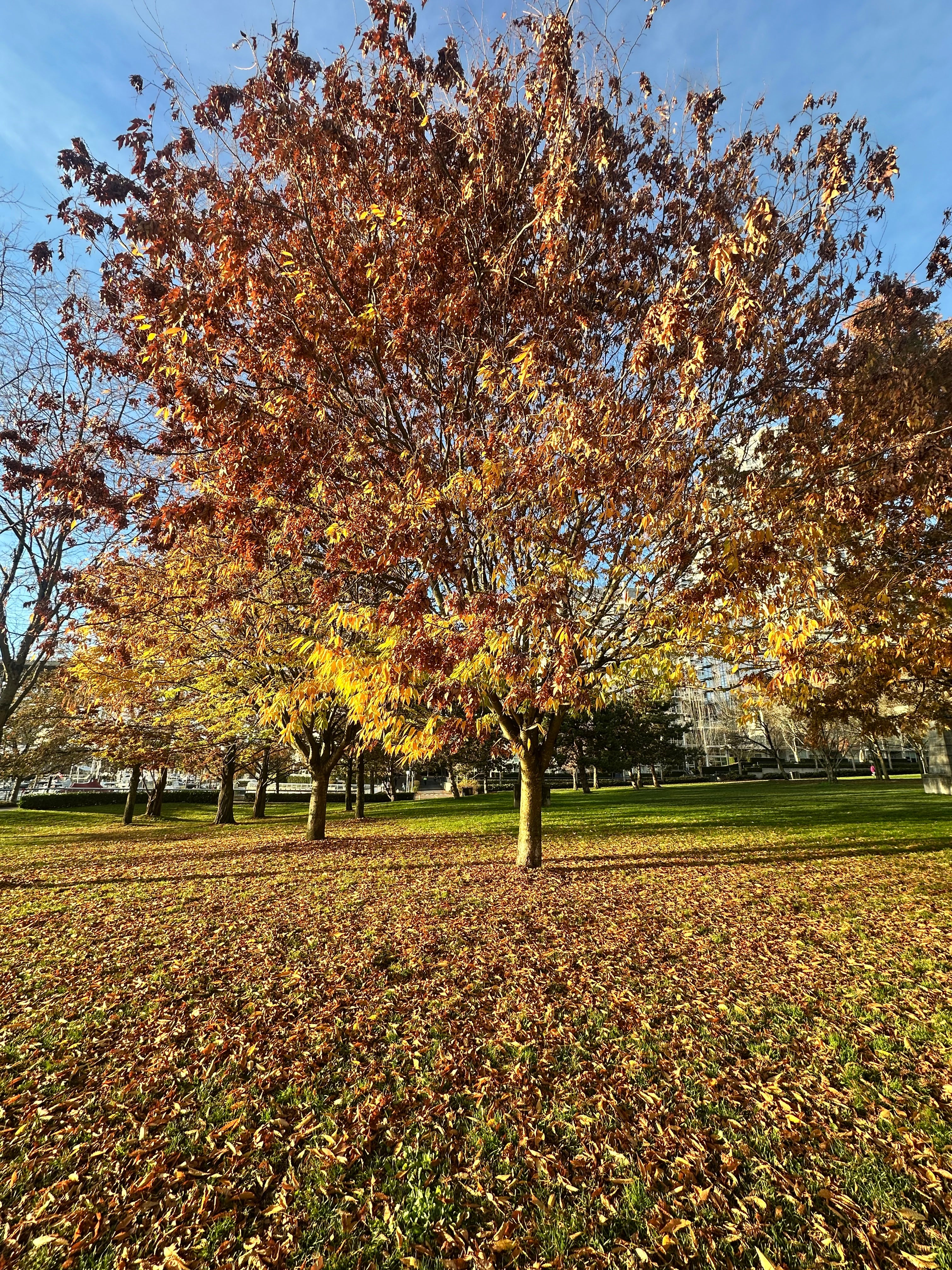 Park Big Tree West