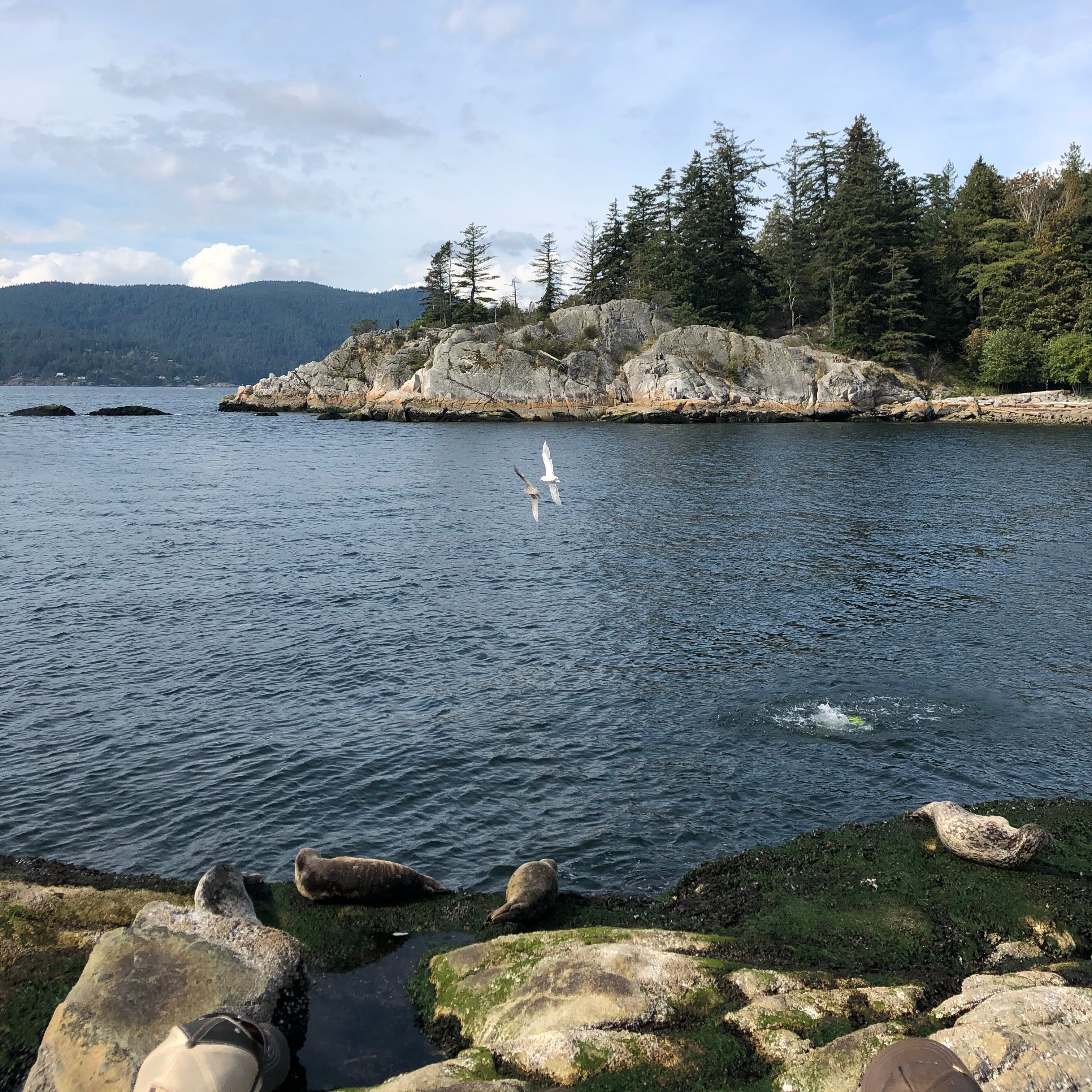 Seal Cove