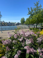 Flower Park Entry