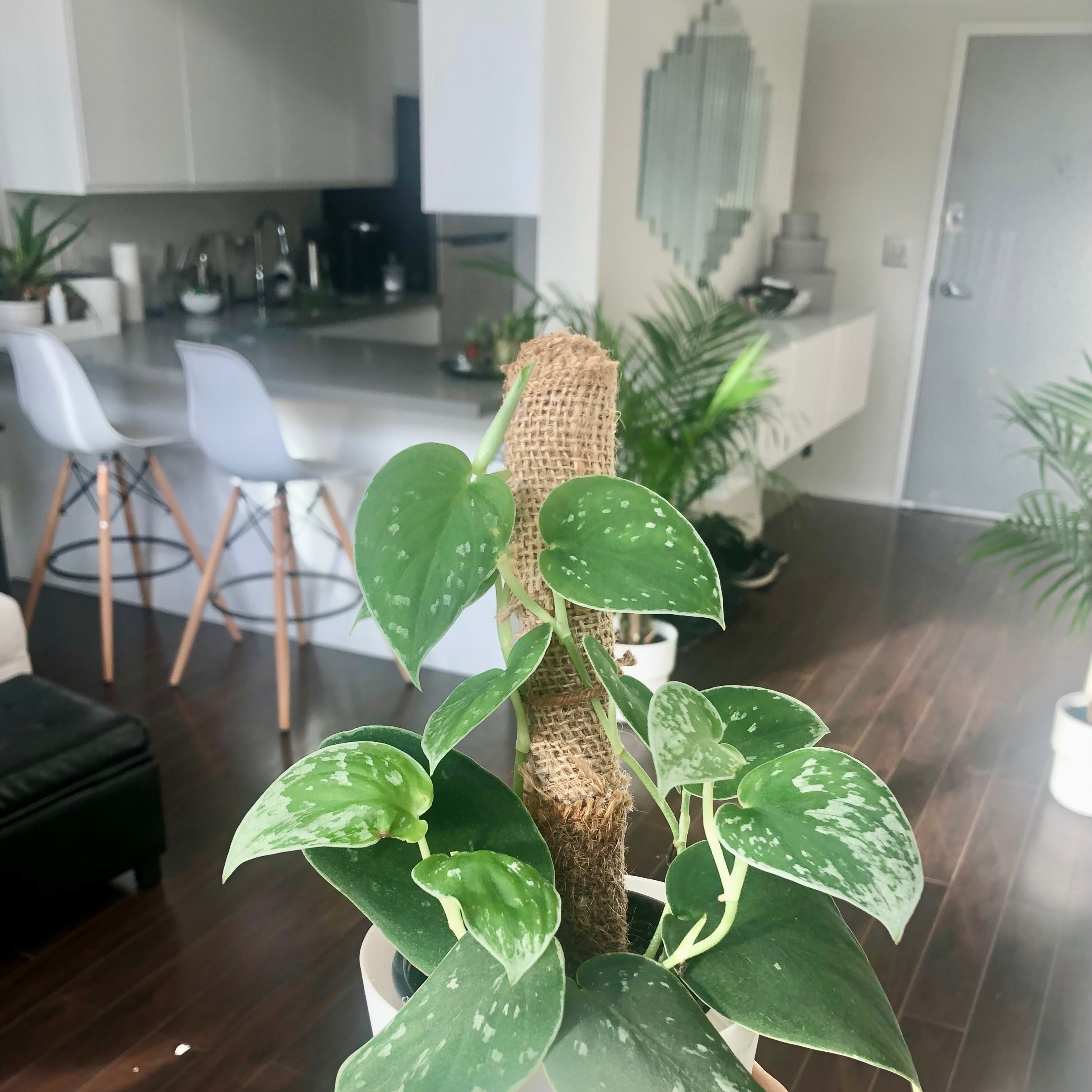 Potted plant held in a room with wooden flooring and kitchen furniture.