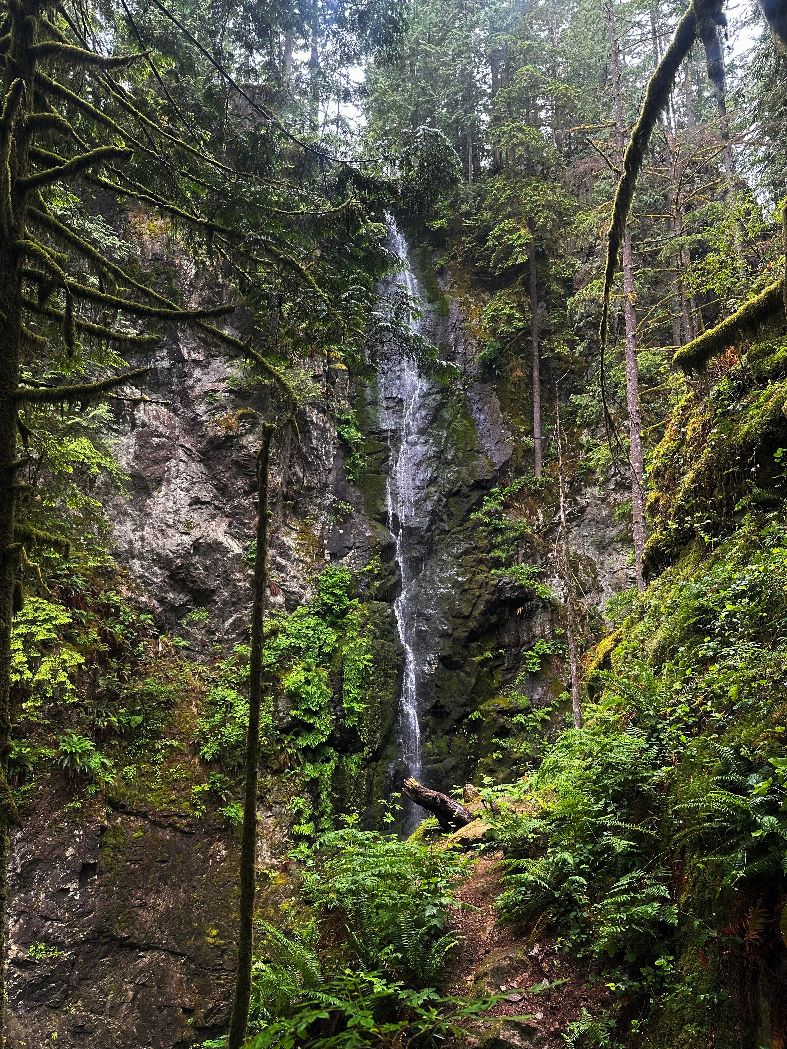 Forest Waterfall Hill