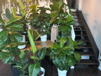 Lifestyle Imagery - The Fiddle Leaf Loft