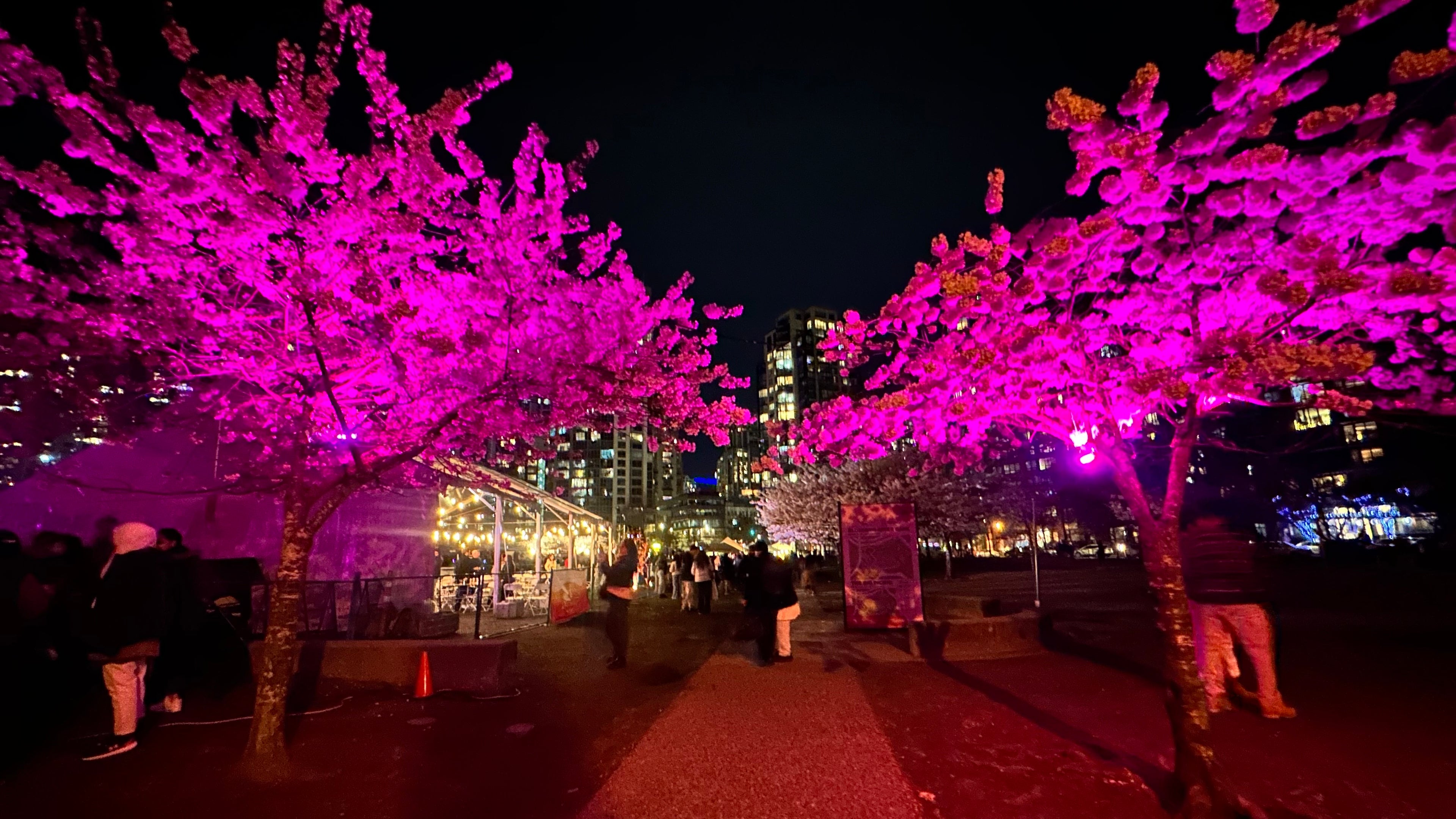 Yaletown Cherry Blossom Festival