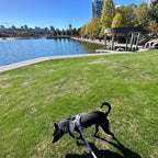 David Lam Park