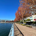 Tree Lined Seawall West