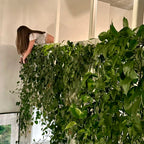Lifestyle Imagery - The Fiddle Leaf Loft