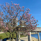 David Lam Park