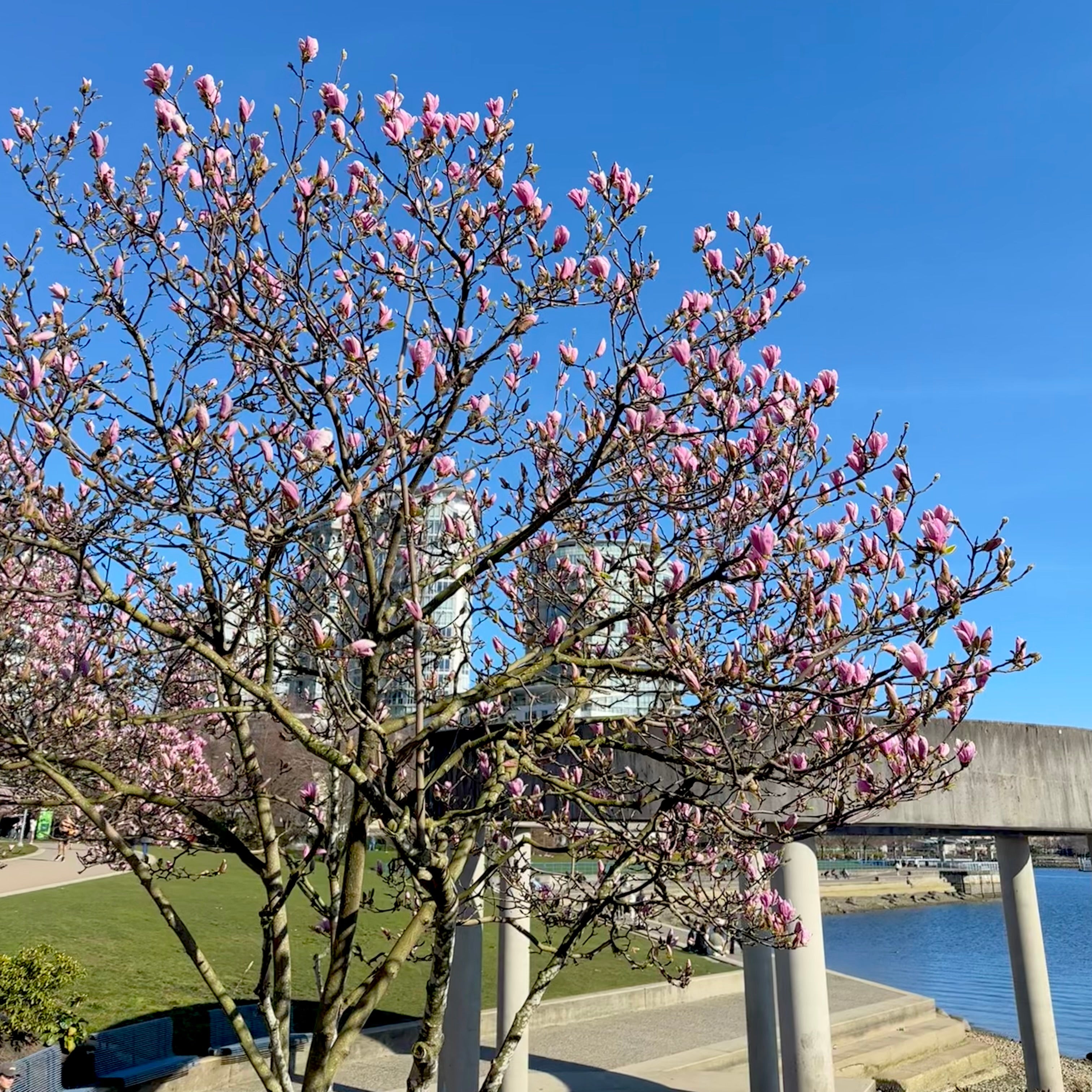 David Lam Park