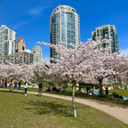 Your product, shot in front of a cherry blossom cityscape
