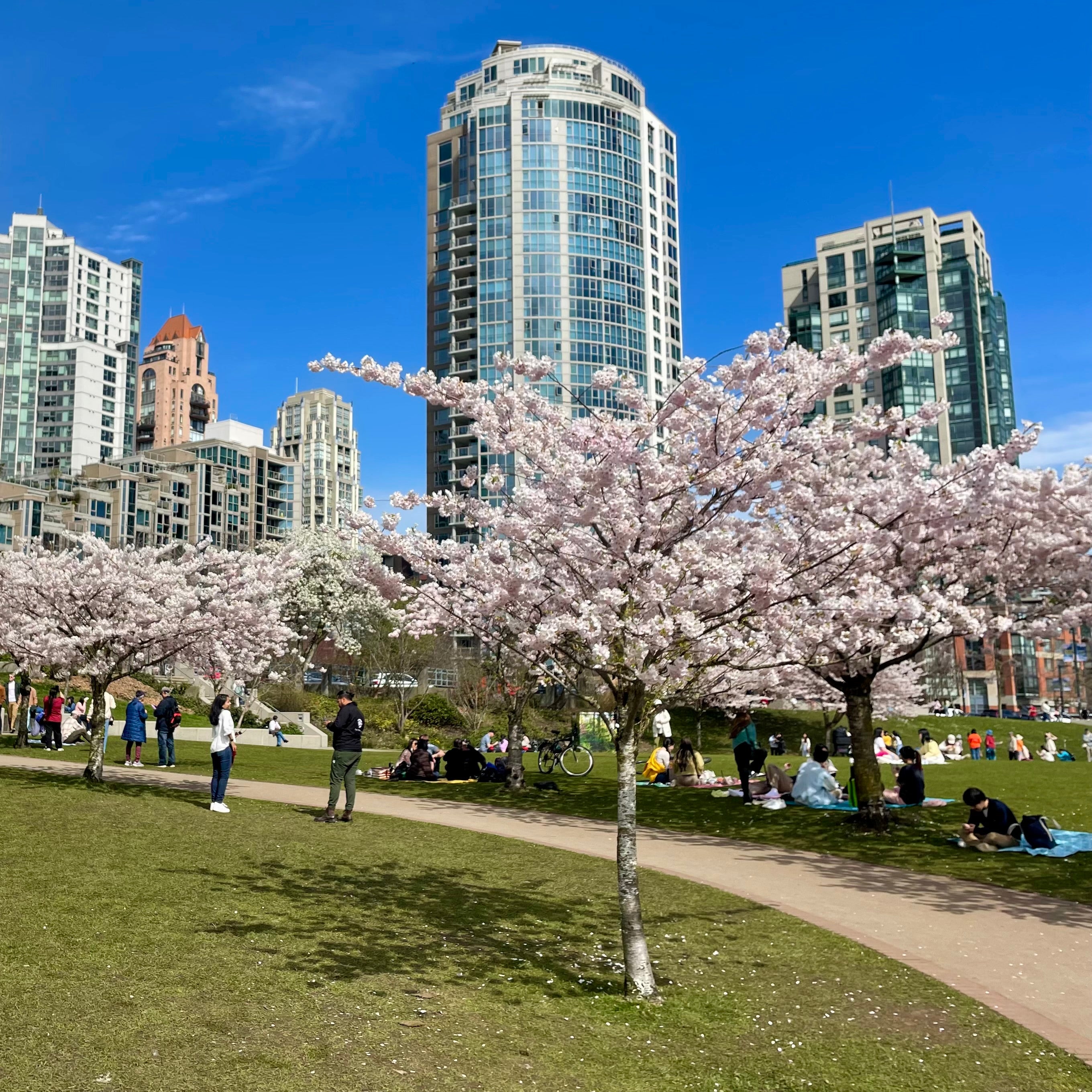 Your product, shot in front of a cherry blossom cityscape