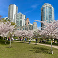 Your product, shot in front of a cherry blossom cityscape