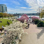 Yaletown Cherry Blossom Festival