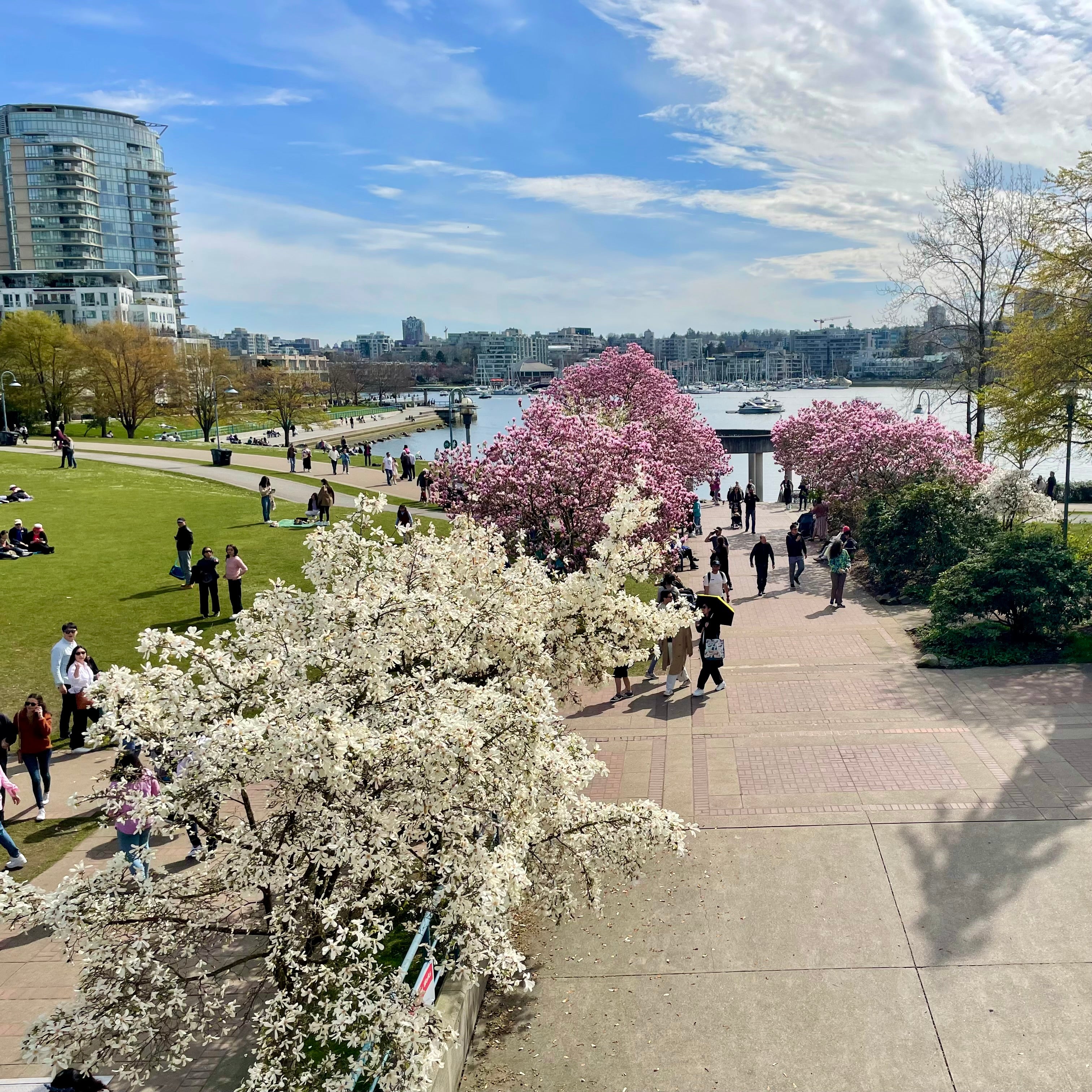 Yaletown Cherry Blossom Festival