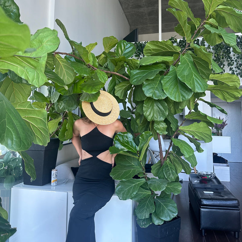 Newton the Fiddle Leaf Fig