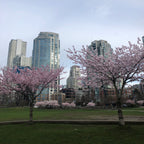 David Lam Park