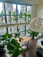 Lifestyle Imagery - The Fiddle Leaf Loft